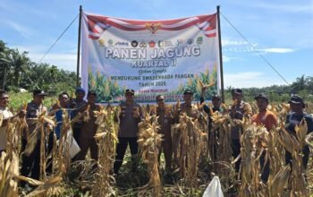Sukses Panen 1,5 Ton Jagung, Polsek Bonai Darussalam Pertegas Komitmen Ketahanan Pangan