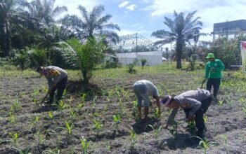 Kawal Produktivitas Pertanian, Polsek Kunto Darussalam Dukung Ketahanan Pangan Nasional dari Desa