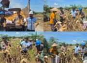 Wujudkan Swasembada Pangan, Polsek Tambusai Panen 5 Ton Jagung Bersama PT. PSA dan Kelompok Tani