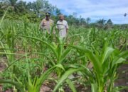 Polisi Cinta Petani: Polsek Rambah Hilir Turun Langsung Dampingi Petani Jagung Hadapi Tantangan Kekeringan
