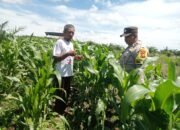 Polsek Kabun Dorong Produktivitas Jagung Tumpang Sari di Lahan BUMDes Aliantan Menuju Swasembada Pangan 2026