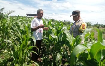 Polsek Kabun Dorong Produktivitas Jagung Tumpang Sari di Lahan BUMDes Aliantan Menuju Swasembada Pangan 2026