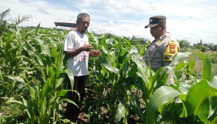 Polsek Kabun Dorong Produktivitas Jagung Tumpang Sari di Lahan BUMDes Aliantan Menuju Swasembada Pangan 2026