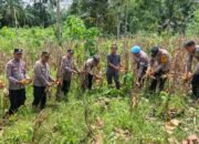 Polsek Rambah Monitoring Perkembangan Tanaman Jagung tang akan di Panen di Desa Kaiti dalam Rangka Swasembada Pangan
