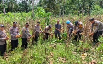 Polsek Rambah Monitoring Perkembangan Tanaman Jagung tang akan di Panen di Desa Kaiti dalam Rangka Swasembada Pangan