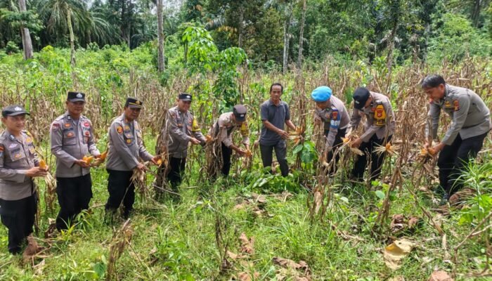Polsek Rambah Monitoring Perkembangan Tanaman Jagung tang akan di Panen di Desa Kaiti dalam Rangka Swasembada Pangan
