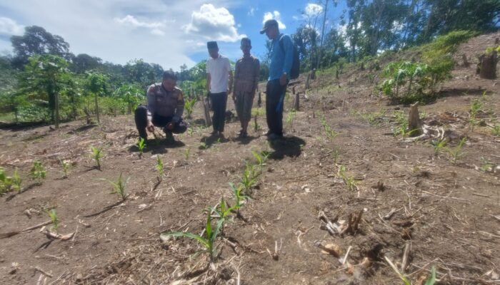 Polisi Cinta Petani, Polsek Rokan IV Koto Perkuat Kolaborasi Pemberdayaan Ekonomi dan Ketahanan Pangan di Desa Cipang Kiri Hilir