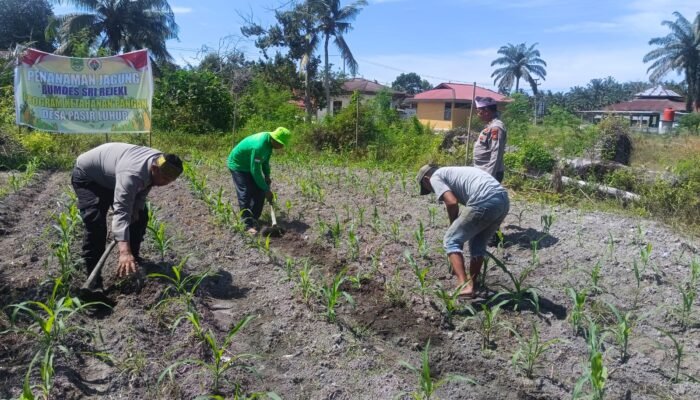 Polisi Cinta Petani: Polsek Kunto Darussalam Perkuat Pendampingan Jagung Hibrida di pasir Luhur
