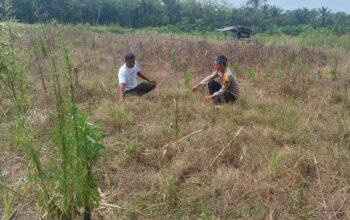 Sinergi Polsek Tambusai Utara Dukung Pengembangan Jagung Monokultur untuk Perkuat Swasembada Pangan Daerah