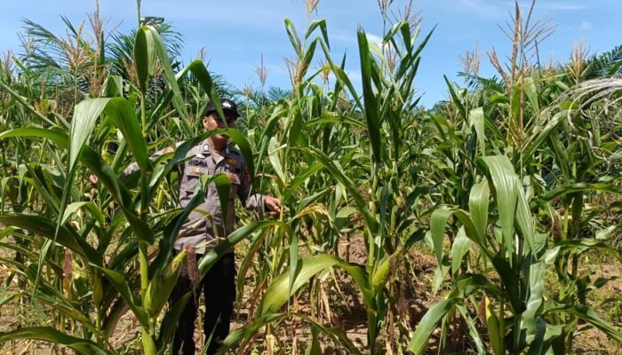Perkuat Ketersediaan Pangan untuk Ketahanan Pangan Nasional, Polsek Rambah Hilir Pantau Perkembangan Jagung Hibrida Masyarakat