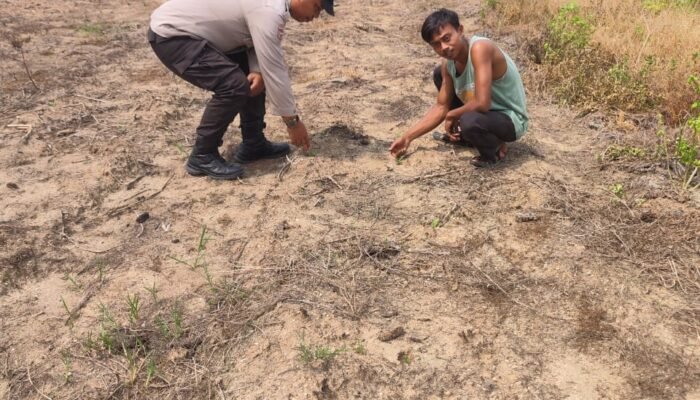 Polri Perkuat Ketersediaan Pangan Nasional, Polsek Rokan IV Koto Intensif Pantau Perkembangan Jagung Desa Lubuk Bendahara