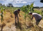 Polsek Tambusai Utara Dukung Ketahanan Pangan, Dorong Optimalisasi Lahan Pertanian Desa Mahato