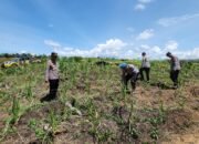 Polsek Rambah Kawal Program Swasembada Pangan Nasional, Cek Lahan Jagung di Desa Tanjung Belit