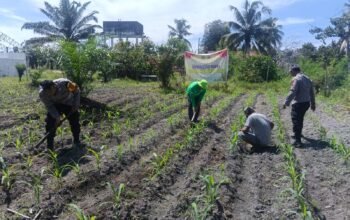 Dukung Swasembada Pangan Nasional, Polsek Kunto Darussalam Perkuat Kemandirian Pangan Daerah melalui Pengembangan Jagung Hibrida