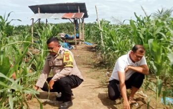 Penguatan Swasembada Pangan Nasional, Polsek Kabun Pantau Tanaman Jagung BUMDes Aliantan