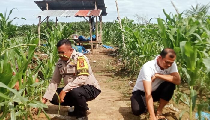Penguatan Swasembada Pangan Nasional, Polsek Kabun Pantau Tanaman Jagung BUMDes Aliantan