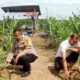 Penguatan Swasembada Pangan Nasional, Polsek Kabun Pantau Tanaman Jagung BUMDes Aliantan