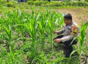 Kondisi Jagung Hibrida di Koto Ruang Stabil, Polsek Rokan IV Koto Kawal Ketahanan Pangan Desa