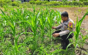 Kondisi Jagung Hibrida di Koto Ruang Stabil, Polsek Rokan IV Koto Kawal Ketahanan Pangan Desa