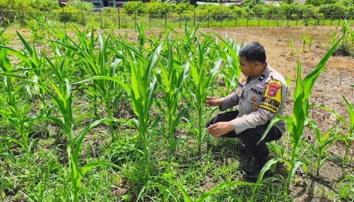 Kondisi Jagung Hibrida di Koto Ruang Stabil, Polsek Rokan IV Koto Kawal Ketahanan Pangan Desa