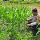 Kondisi Jagung Hibrida di Koto Ruang Stabil, Polsek Rokan IV Koto Kawal Ketahanan Pangan Desa