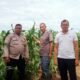 Penguatan Swasembada Pangan Nasional, Polsek Kabun Pantau Tanaman Jagung BUMDes Aliantan