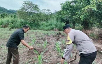 Polsek Rokan IV Koto Tingkatkan Dukungan Sarana dan Prasarana Pertanian untuk Percepatan Swasembada Pangan