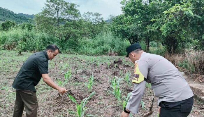 Polsek Rokan IV Koto Tingkatkan Dukungan Sarana dan Prasarana Pertanian untuk Percepatan Swasembada Pangan