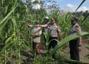 Polsek Ujungbatu Intensifkan Perawatan Jagung Binaan, Dukung Ketahanan Pangan Nasional