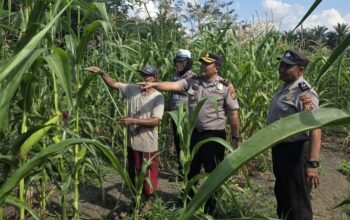 Polsek Ujungbatu Intensifkan Perawatan Jagung Binaan, Dukung Ketahanan Pangan Nasional