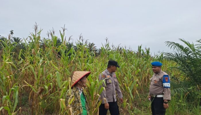 Polsek Rambah Hilir Perkuat Sektor Hulu Pertanian untuk Mendukung Ketahanan Pangan Nasional