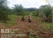 Dukung Swasembada Pangan, Polsek Tandun Intensif Pantau Tanaman Jagung di Desa Puo Raya