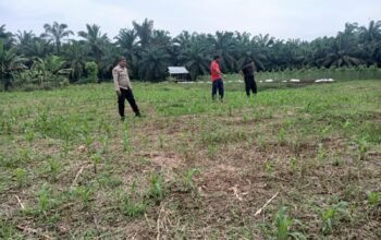 Polsek Rokan IV Koto Perkuat Sektor Hulu Pertanian, Dukung Ketahanan Pangan Nasional Melalui Pemantauan Tanaman Jagung