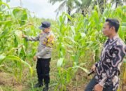 Polsek Tandun Perkuat Ketahanan Pangan Nasional Melalui Pengecekan Tanaman Jagung di Desa Tapung Jaya