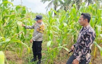 Polsek Tandun Perkuat Ketahanan Pangan Nasional Melalui Pengecekan Tanaman Jagung di Desa Tapung Jaya