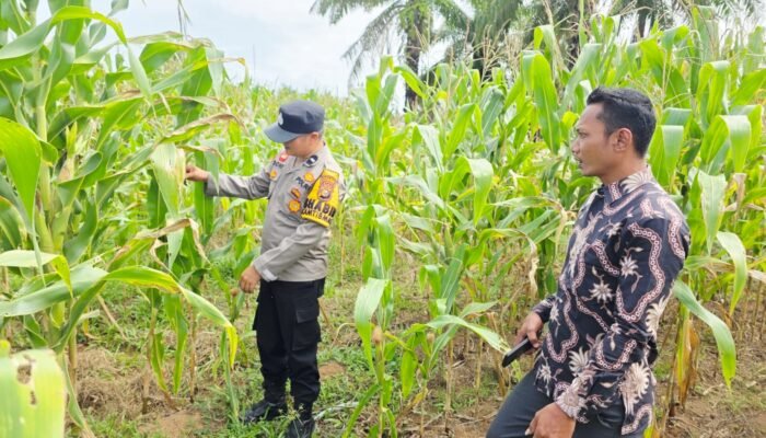 Polsek Tandun Perkuat Ketahanan Pangan Nasional Melalui Pengecekan Tanaman Jagung di Desa Tapung Jaya