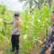 Polsek Tandun Perkuat Ketahanan Pangan Nasional Melalui Pengecekan Tanaman Jagung di Desa Tapung Jaya