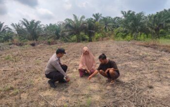 Antisipasi Cuaca Ekstrem, Polsek Rokan IV Koto Pastikan Lahan Jagung Lubuk Bendahara Tetap Produktif Menuju Swasembada Pangan Nasional