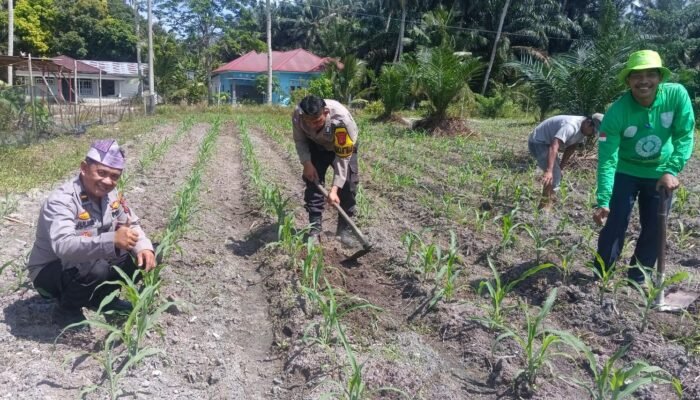 Dari Desa Pasir Luhur, Polsek Kunto Darussalam Perkuat Ketahanan Pangan Nasional Melalui Pemberdayaan Petani