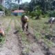 Dari Desa Pasir Luhur, Polsek Kunto Darussalam Perkuat Ketahanan Pangan Nasional Melalui Pemberdayaan Petani