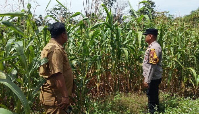 Polsek Tandun Intensif Dukung Program Ketahanan Pangan Nasional melalui Penanaman Jagung Pipil