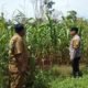 Polsek Tandun Intensif Dukung Program Ketahanan Pangan Nasional melalui Penanaman Jagung Pipil