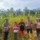 Kawal Panen hingga Penjualan, Polsek Rambah Hilir Pastikan Hasil Jagung Petani Terserap Optimal dukung Ketahanan Pangan Nasional