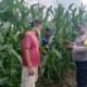 Polsek Kabun Monitoring Tanaman Jagung di Desa Aliantan, Perkuat Ketahanan Pangan Nasional