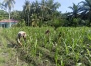 Polsek Kunto Darussalam Perkuat Ketahanan Pangan Nasional dan Keberlanjutan Lingkungan Melalui Pemantauan Jagung Hibrida