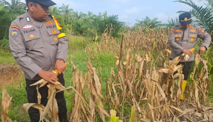 Polsek Rambah Hilir Kawal Panen Jagung Petani, Dukung Swasembada Pangan Nasional di Desa Pasir Utama
