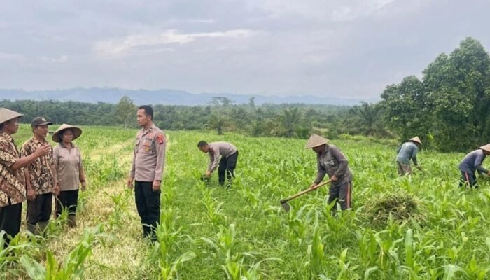 Dukung Ketahanan Pangan Nasional, Polres Rokan Hulu Cek Perkembangan Tanaman Jagung di Lahan 6 Hektare