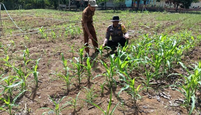 Polsek Rokan IV Koto Pantau Perkembangan Jagung, Dorong Hilirisasi Pertanian dan Swasembada Pangan Nasional