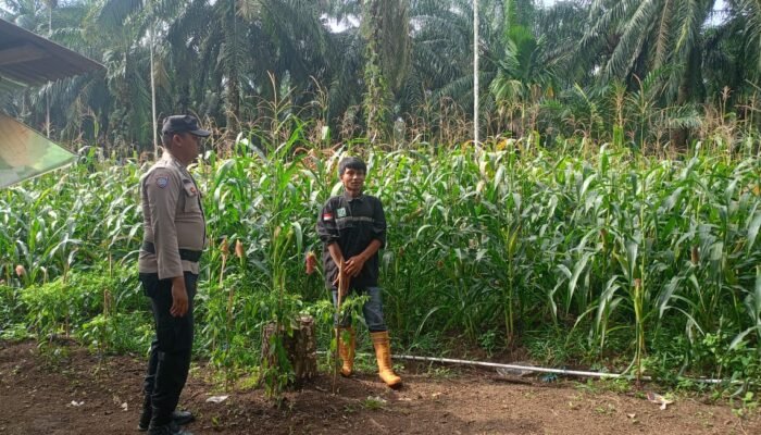Polsek Tandun Dorong Pertanian Modern Berbasis Benih Unggul untuk Perkuat Ketahanan Pangan Nasional