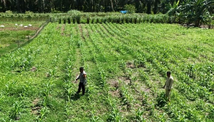 Polsek Rokan IV Koto Kawal Budidaya Jagung Berkelanjutan di Desa Lubuk Bendahara Timur, Perkuat Swasembada Pangan Nasional”